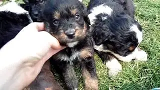 Milo, Murray, and Mick