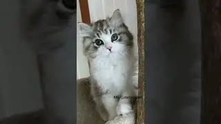 The monkey that covers the little cat #cutecats #funnycats #nicemonkey #Shorts  #fypシ #mgcutesession