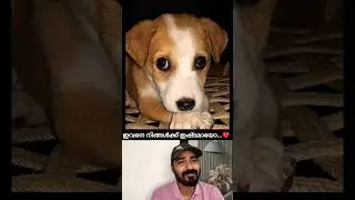 ആർക്കും ഇഷ്ടപ്പെടുന്നൊരു cute puppy 🥰 #shorts #love #dog #viral #reaction
