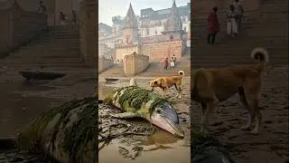 A large dolphin was saved by a dog😱 #ai #dolphin #animals