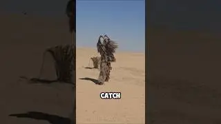 This Desert Bird Costs $1.2 Million 🤯