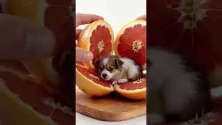 Cutting Fruit, Found a puppy ! 🐶#funny