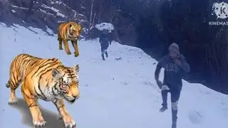 tiger attack man in forest .vfx effect magic video .#vfx #munirbhai