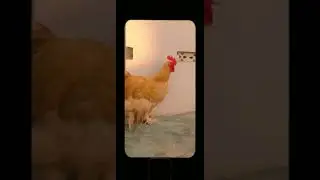 Golden Buff | fancy hens🐓