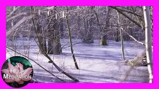 Frozen Forest | Calming Meditation & Sleep Music | 3 Hours