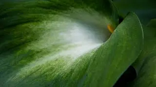 Zantedeschia 'Green Goddess'