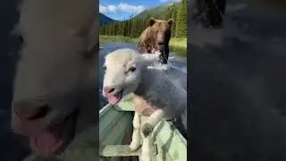 Water Rescue: A Lamb Swims Faster Than a Bear to Reach the Safety of a Boat