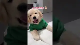 best dog breed golden retriever transformation