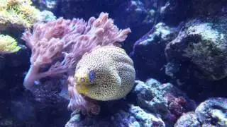 Golden tail moray eel Zibi 😆