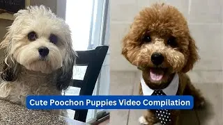 Cute Poochon Puppies Video Compilation