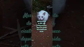 Uma ferida curada.