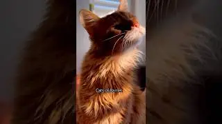 Beautiful Somali cat enjoying the sunshine | cat video| orange cat|4k vid #catlover #cutecat #cute