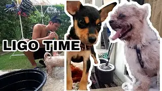Valentus Slim Roast Coffee | Ligo Time sa mga Aso