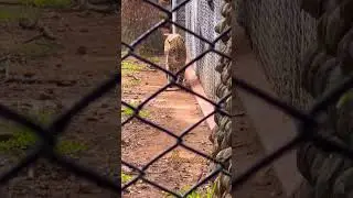 Leopard walking zoo 🥺🥺🥺🥺#shortvideo #travel #animal #wildlife #bandipurtigerreserve