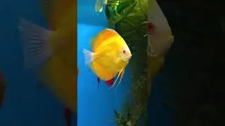 The show grade APD, and he's still yellow. #discusfish #fishaquarium #shortswithcamilla