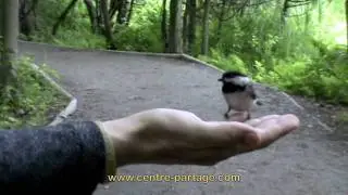 BIRD EAT IN MY HAND - Allan Rich