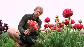 Уникальные и неповторимые тюльпаны Ментона🌷🌷🌷 vdqbulbs.com.au