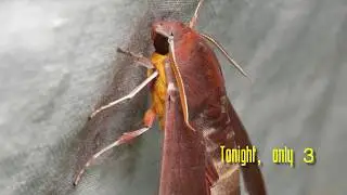 Insecto Files Hong Kong - moth-ers n beetle n butterfly fans