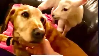 An orphan lamb and his Doggy Dad , Harry adopted this baby when his mum rejected him
