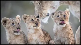 African Wildlife AIB Part 1170