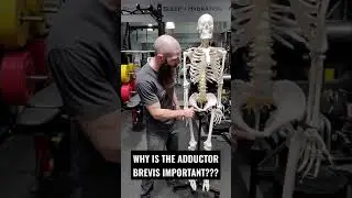 WHAT IS THE ADDUCTOR BREVIS MUSCLE AND WHY IS THE ADDUCTOR BREVIS MUSCLE IMPORTANT??? #Shorts