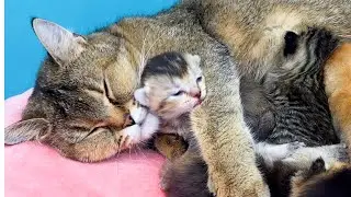Маме кошке не нравится, что котенок Тео ее будит, и она крепко держит его лапой.