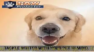 Paw Protector Pet Friendly Ice Melt (20 LB Bag) - Our Driveway and Sidewalk Deicer Will Keep Your P