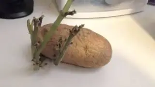 De-etiolation Video