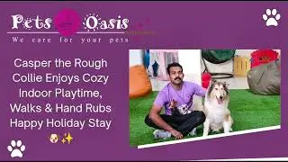Casper the Rough Collie Enjoys Cozy Indoor Playtime, Walks & Hand Rubs | Happy Holiday Stay 🐶✨