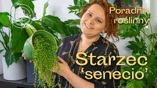 STARZEC - jak pielęgnować Starca Rowleya? Senecio od A do Z