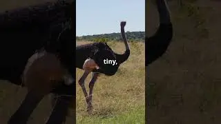 Amazing Ostrich Facts: Speed, Eggs, and More!