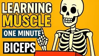 Biceps origin and insertion in Tamil explanation