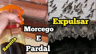 COMO ESPANTAR MORCEGO E PARDAL DO TELHADO…
