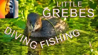 Little Grebes diving and catching fish