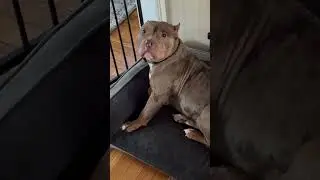 Red Hot Chili Peppers & &ldquo;CALI BUD&rdquo; #americanbully #americanbullypuppy #puppy #breedersnearme #bully