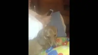 Uptown  DOG