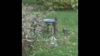 No birds in this bird bath!