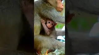 Newborn Baby Monkey Sweetie and Lovely