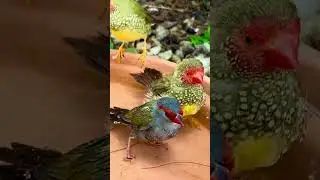 Red browed finch and star finches #birds #birdsavairy #bird #birdsounds