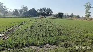 kheat mae aj mead ɓnri🙄he thandi dhoop mae yha😄😃🌱🌱🌾🌾
