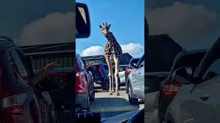 Wild and Wacky Animal Moments A Fun Mix of Nature's Best! 🦒🐐🐎|| FUNNY AND CUTE