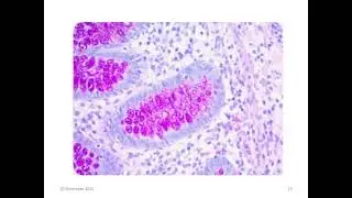 Applications of Various Staining Techniques in Research and Industry by Dr  Haseeb Khaliq