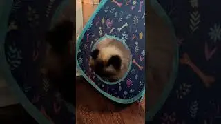 Obedient Cat Waits Patiently #cute #animals #cat #catvideos #cattowatch #catwatching #catwatch #pet