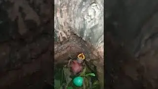 Myna Baby and One Egg Deep In The Tree
