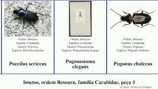 Insetos, ordem Besouro, fam&iacute;lia Carabidae, pe&ccedil;a 3 mecodema rhyzodiastes comes minor insect simplex