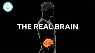 The Secret Nerve That Controls Your Stress Levels