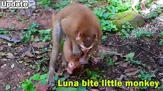 OMG Luna very naughty by bite poor monkey refuse join food with her/Little monkey shout crying scare