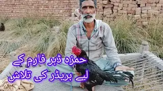 Hamza dahar form ke liye breeder ki talash
