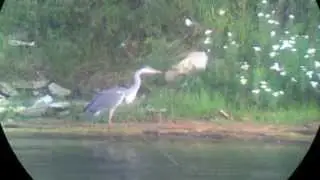 Ardea cinerea - Grey heron - Серая цапля
