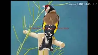 تغريد مقنين سوق اهراس واد الشوك chant souk auras wed echouk sauvage